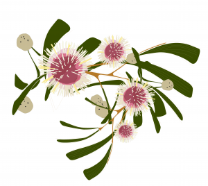 Hakea
